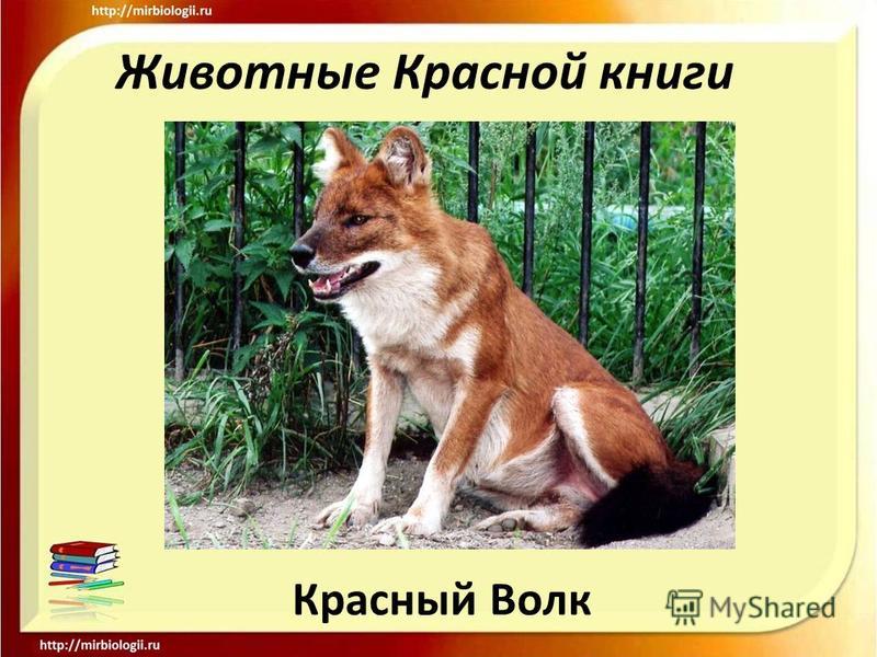 Животные Красной Книги России Список С Фото