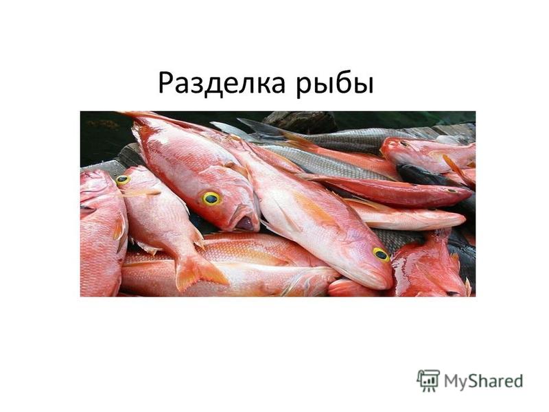 Фото Рыбы Кафельников