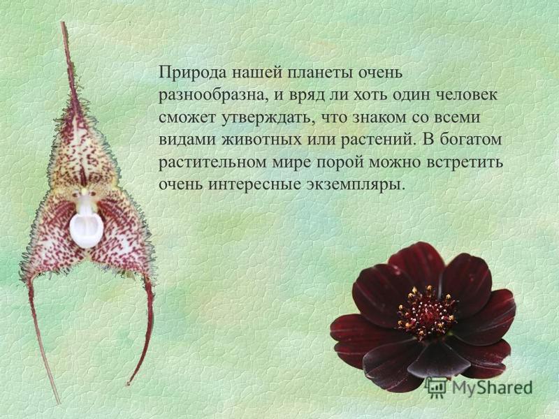 Необычный цветок в мире Необычный цветок в мире