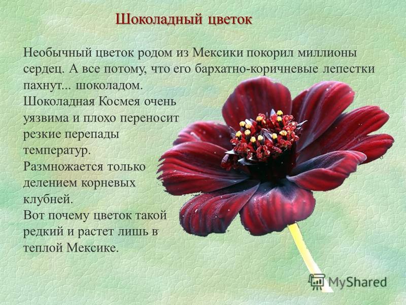 Все цветы мира и описание Все цветы мира и описание