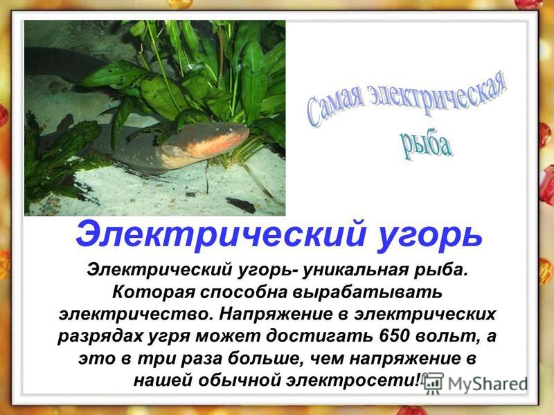 Что такое электрический угорь Что такое электрический угорь