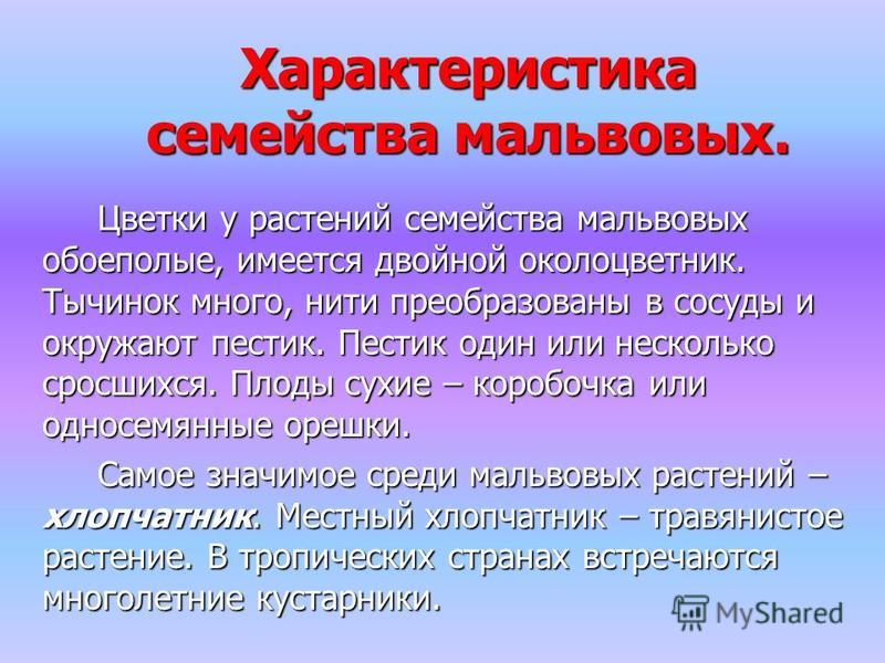 цветы семейства мальвовых фото онлайн цветы семейства мальвовых фото