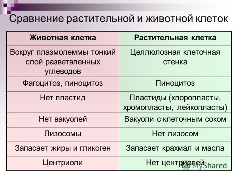 паразиты живущие голове человека паразиты живущие голове человека