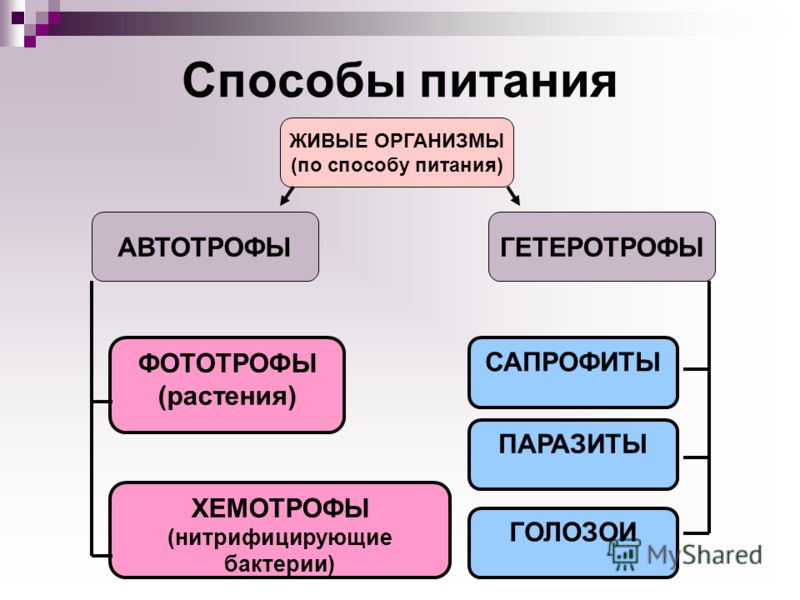 какие паразиты живут в мышцах человека какие паразиты живут в мышцах человека