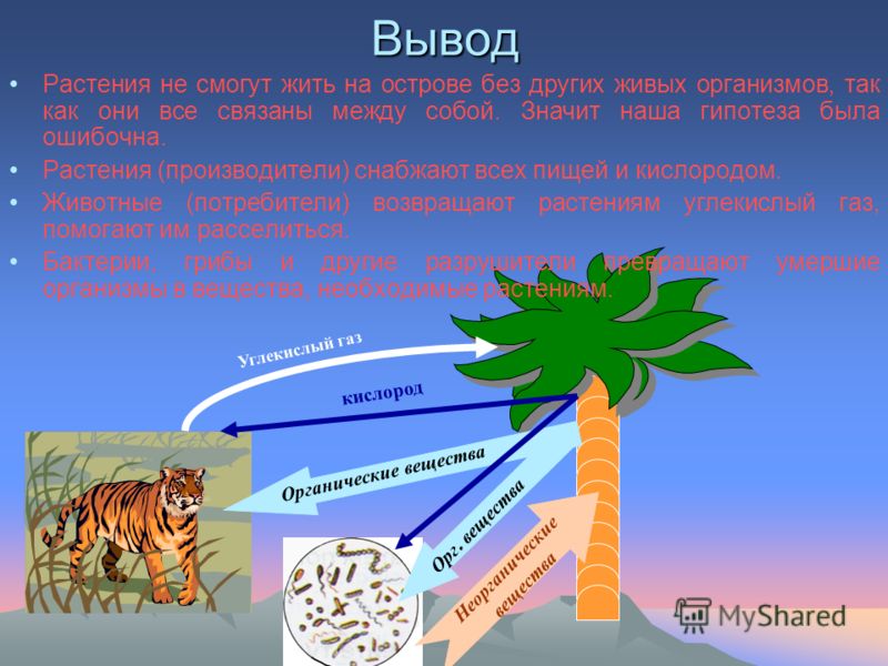 Растения и животные связаны между собой чем Растения и животные связаны между собой чем