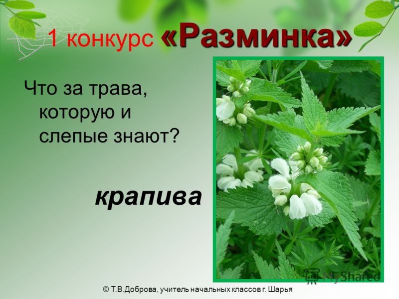 Цветок имеет женское мужское имя Цветок имеет женское мужское имя