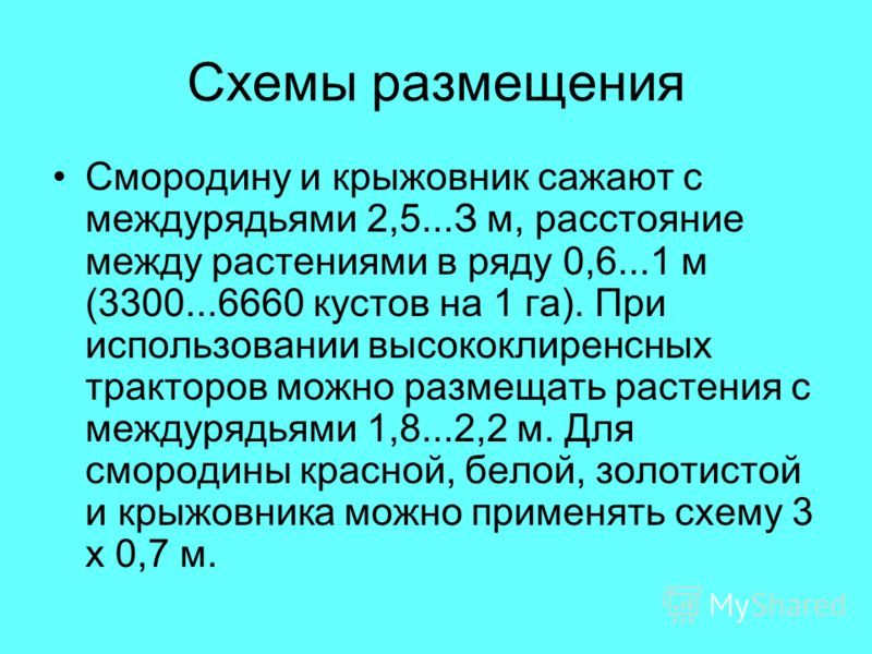 Система защиты смородины и крыжовника от болезней и вредителей Чем подкормить крыжовник весной. Чем подкормить кусты