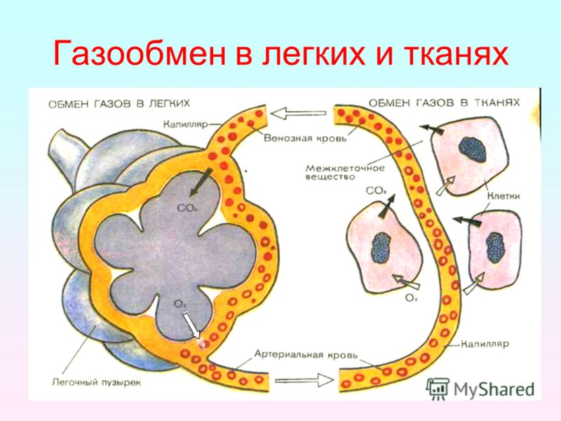 Изобразите схематично процесс газообмена в легких фото 420