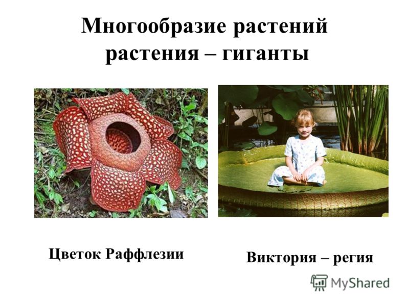 Презентация На Тему Папоротники 6 Класс Презентация На Тему Папоротники 6 Класс
