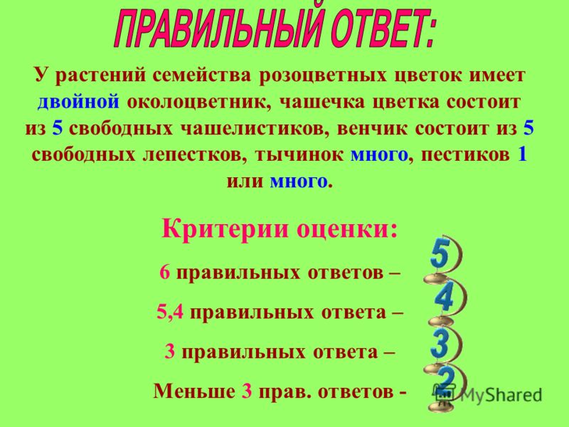 Цветок у семейства розоцветных Цветок у семейства розоцветных