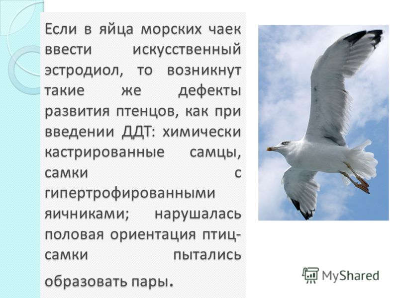 Если в яйца морских чаек ввести искусственный эстродиол, то возникнут такие же дефекты развития птенцов, как при введении ДДТ: химически кастрированны