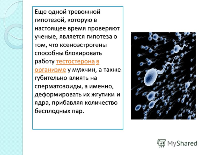 Еще одной тревожной гипотезой, которую в настоящее время проверяют ученые, является гипотеза о том, что ксеноэстрогены способны блокировать работу тес