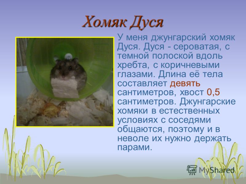 Детские поделки на 23 февраля в детский сад Гамак своими руками - сплести или шить. Виды гамаков