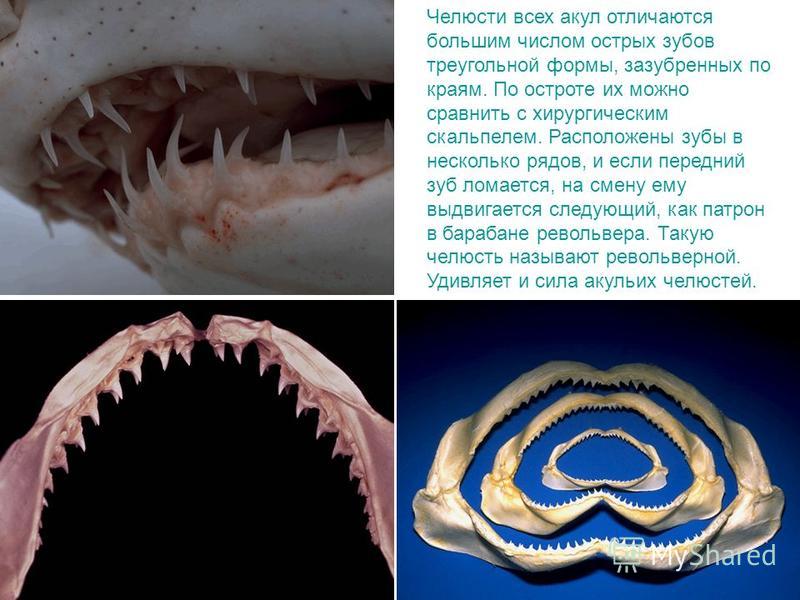 Челюсти всех акул отличаются большим числом острых зубов треугольной формы, зазубренных по краям. По остроте их можно сравнить с хирургическим скальпелем. Расположены зубы в несколько рядов, и если передний зуб ломается, на смену ему выдвигается след