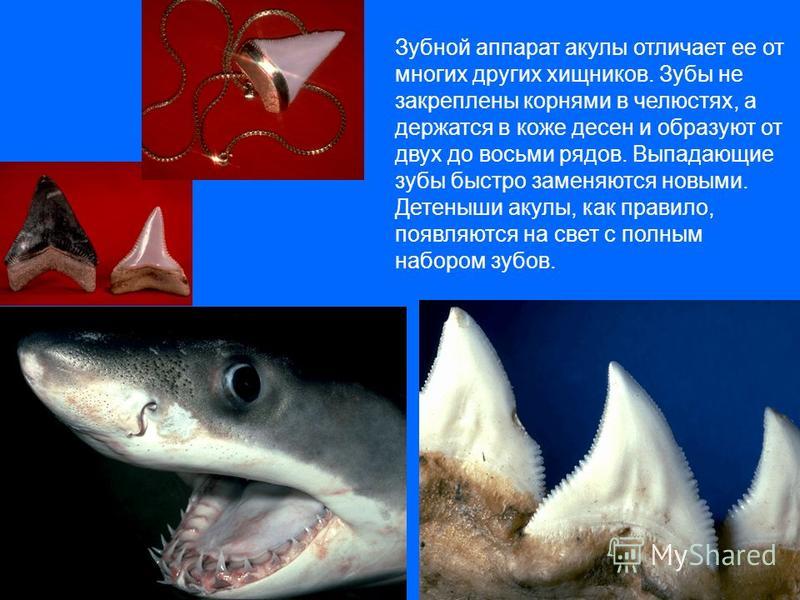 Зубной аппарат акулы отличает ее от многих других хищников. Зубы не закреплены корнями в челюстях, а держатся в коже десен и образуют от двух до восьми рядов. Выпадающие зубы быстро заменяются новыми. Детеныши акулы, как правило, появляются на свет с