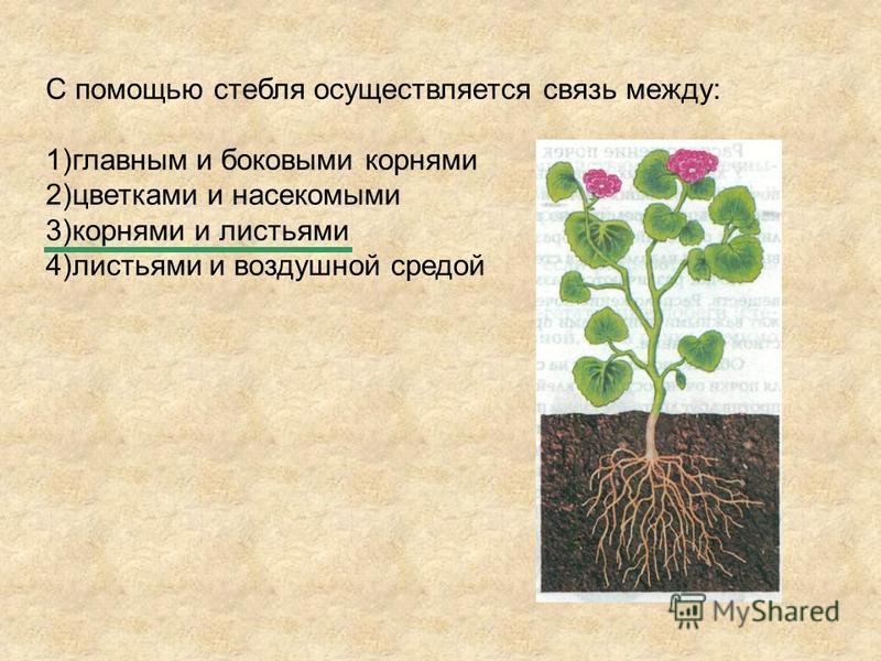 Как связаны между собой корни Как связаны между собой корни