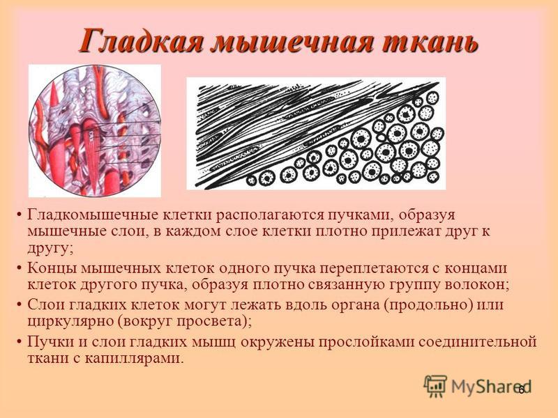 Галерея мышечная ткань гладкая картинка мышечная ткань гладкая картинка