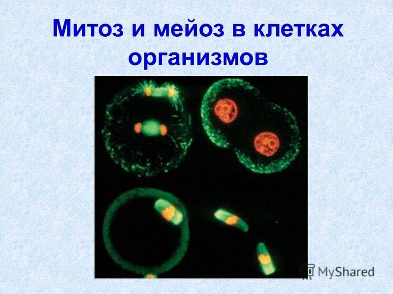 Митоз и мейоз в клетках организмов