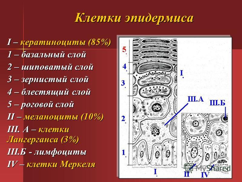 Вязание шарфов (схемы, модели с описанием) Афоризмы