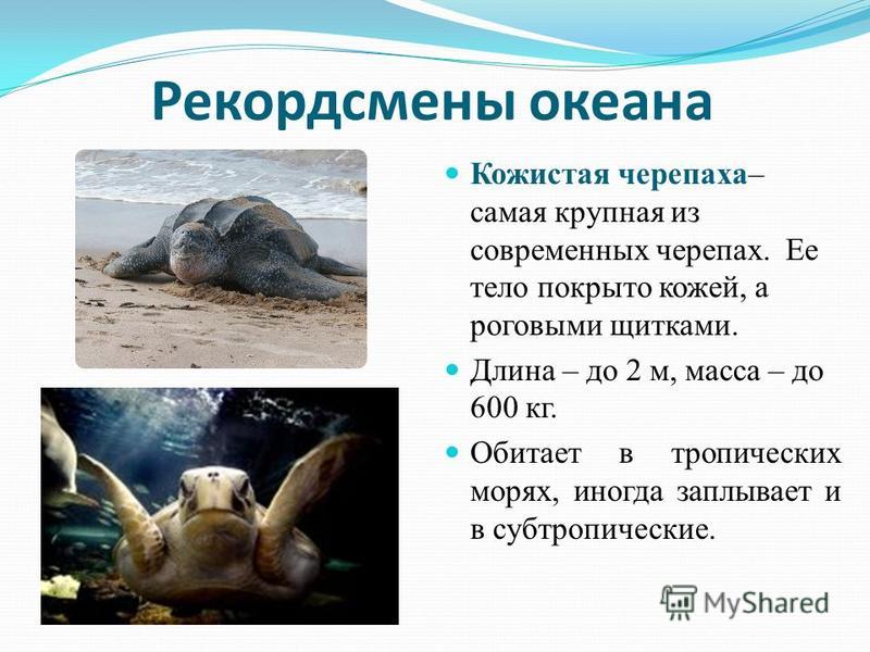 Рекордсмены океана Кожистая черепаха– самая крупная из современных черепах. Ее тело покрыто кожей, а роговыми щитками. Длина – до 2 м, масса – до 600 кг. Обитает в тропических морях, иногда заплывает и в субтропические.