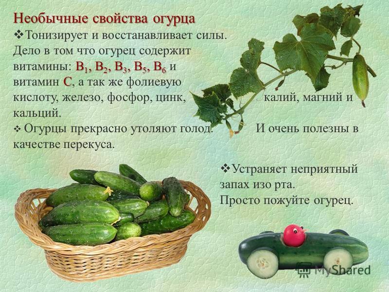 Полезные свойства огурцов для беременных 790 Полезные свойства огурцов для беременных 224