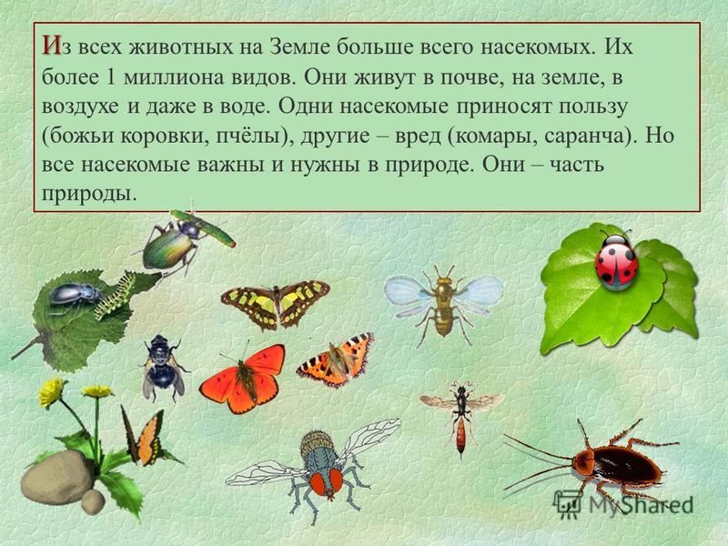 Название Животных Которые Обитают В Почве Презентация