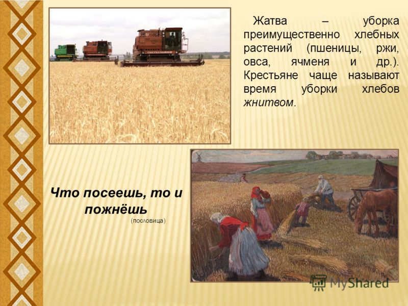 Блузки просвечивающие