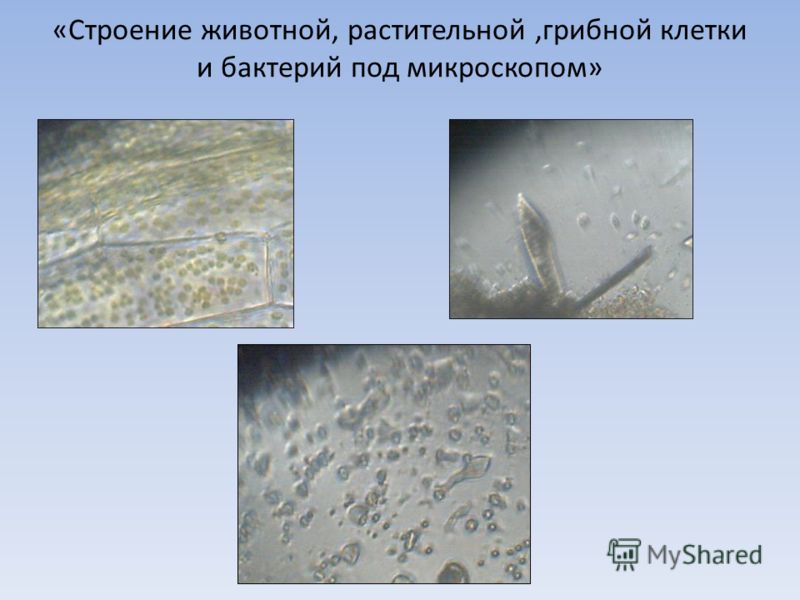 Схемы животной и растительной клетки Схемы животной и растительной клетки