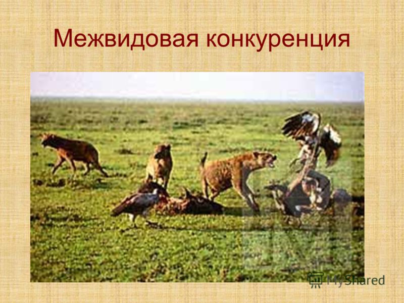 Межвидовые отношения организмов примеры Межвидовые отношения организмов примеры