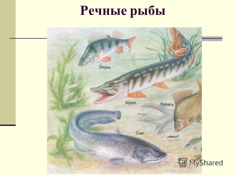 Как запекать большую рыбу в фольге