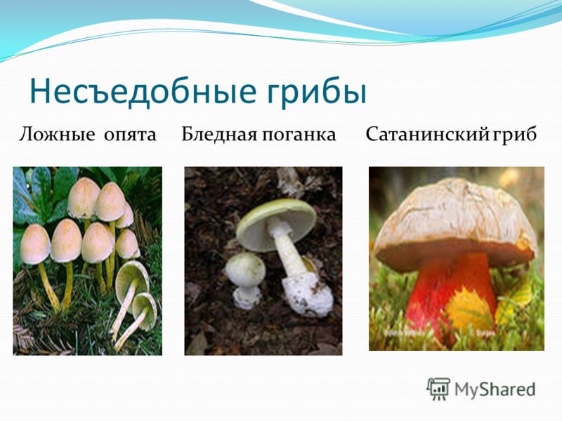 как употреблять лисички от паразитов как употреблять лисички от паразитов