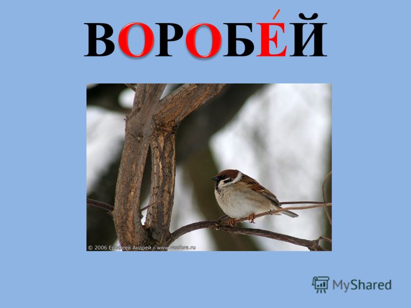 Программа по литературе 6 класс школа 2100