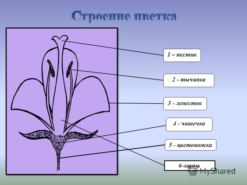 Цветок и его основные части Цветок и его основные части