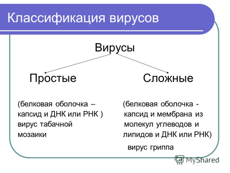 геракл от паразитов цена геракл от паразитов цена