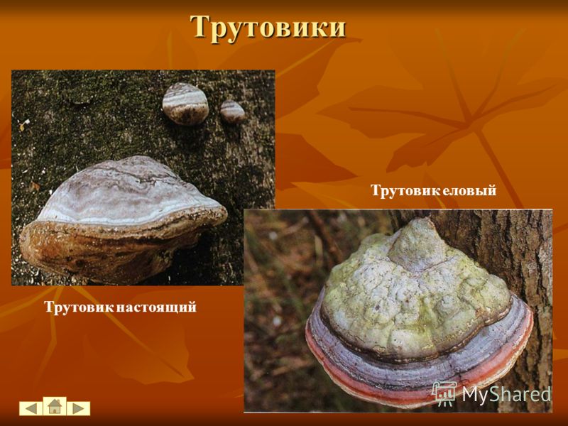 грибы паразиты в организме человека грибы паразиты в организме человека