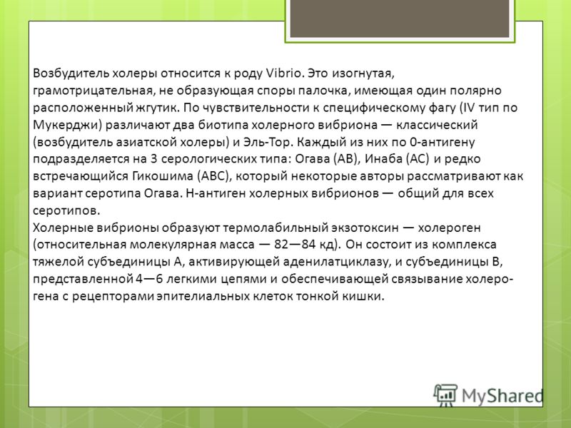 Возбудитель холеры относится к роду Vibrio. Это изогнутая, грамотрицательная, не образующая споры палочка, имеющая один полярно расположенный жгутик. 