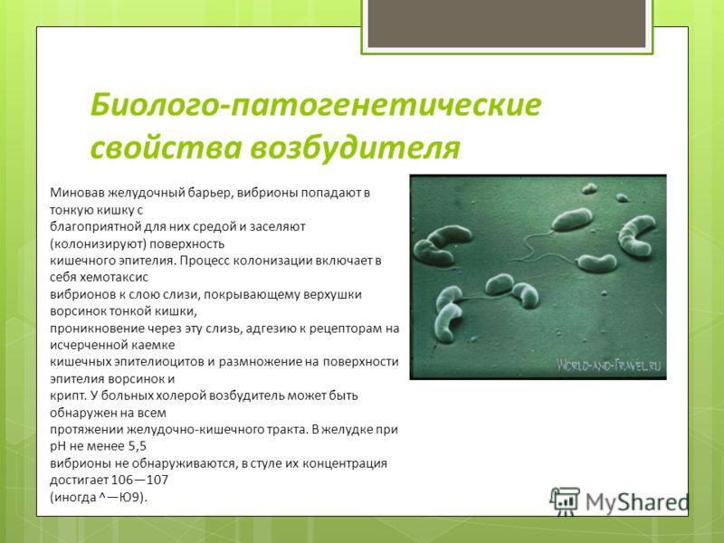 Биолого-патогенетические свойства возбудителя Миновав желудочный барьер, вибрионы попадают в тонкую кишку с благоприятной для них средой и заселяют (к