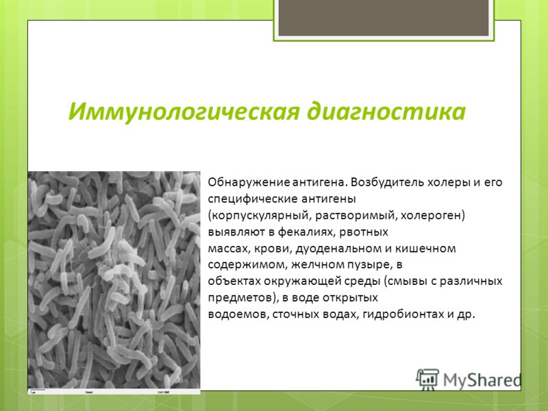 Иммунологическая диагностика Обнаружение антигена. Возбудитель холеры и его специфические антигены (корпускулярный, растворимый, холероген) выявляют в