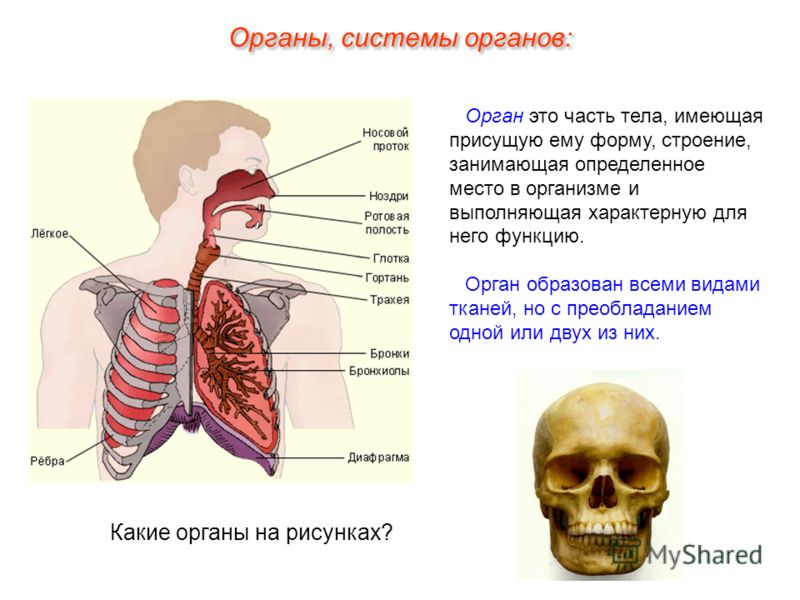 Вязание бесплатные схемы - кофты, кардиганы, кофточки Выкройки платьев