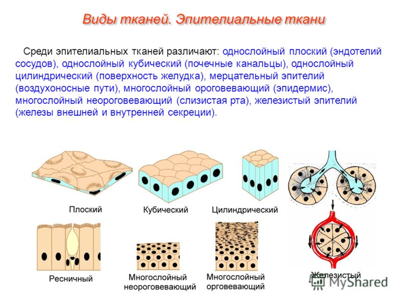 Схема строения желудка человека Схема строения желудка человека