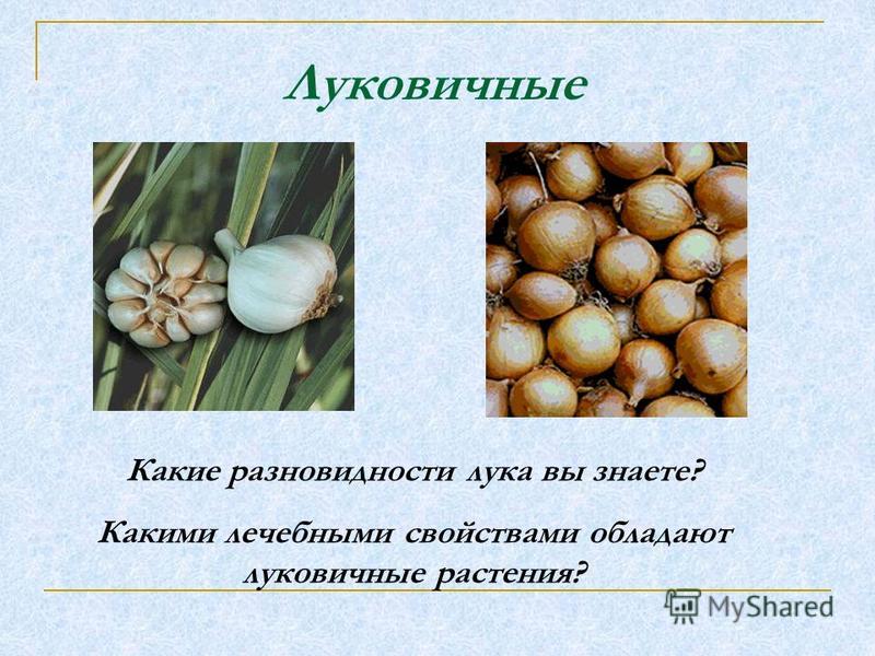 Луковичные Какие разновидности лука вы знаете? Какими лечебными свойствами обладают луковичные растения?