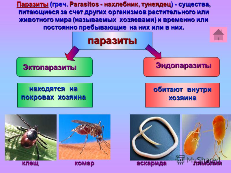сколько живут глисты вне организма человека сколько живут глисты вне организма человека