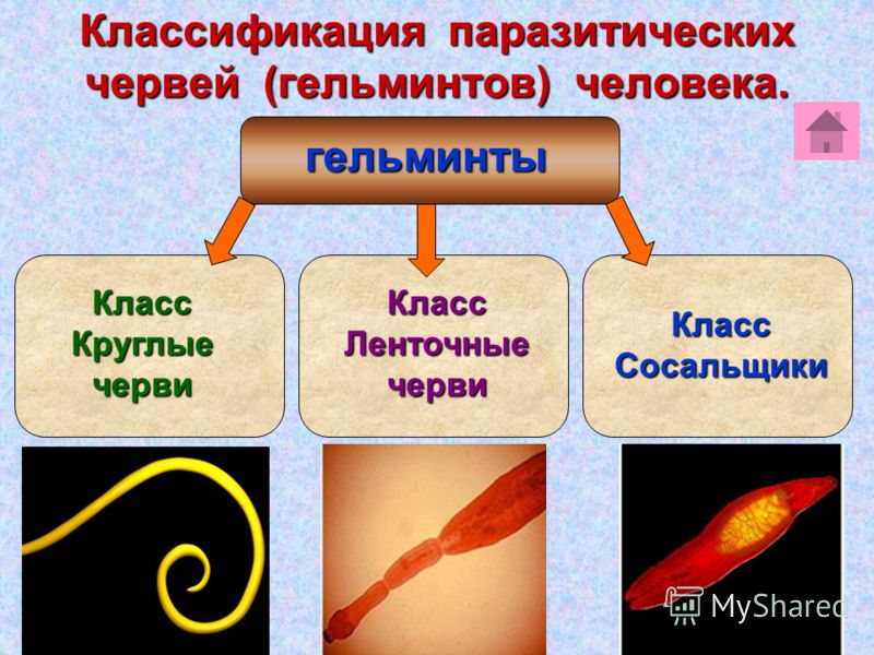 паразиты внутри организма человека паразиты внутри организма человека