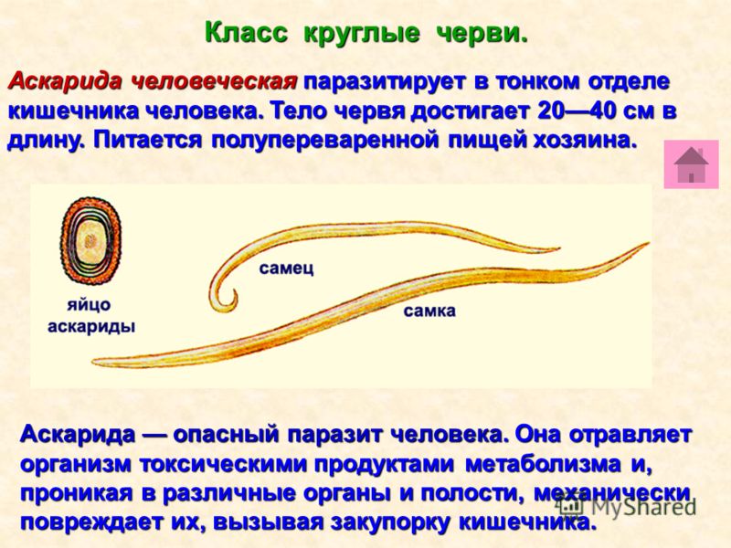 крупные паразиты в организме человека крупные паразиты в организме человека