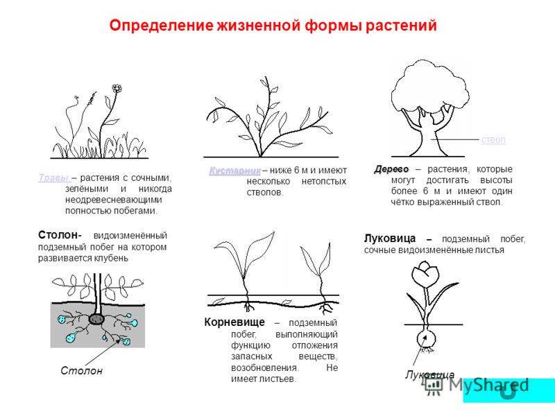Лист растения. Строение, виды листовых пластин, типы расположения Лист Википедия