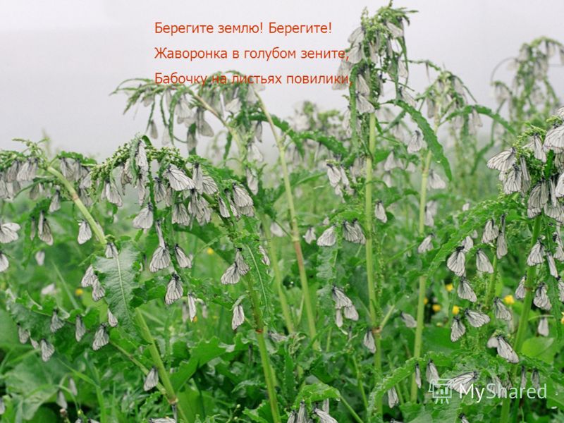 Как нарисовать вислоухого кота поэтапно Как нарисовать вислоухого кота поэтапно