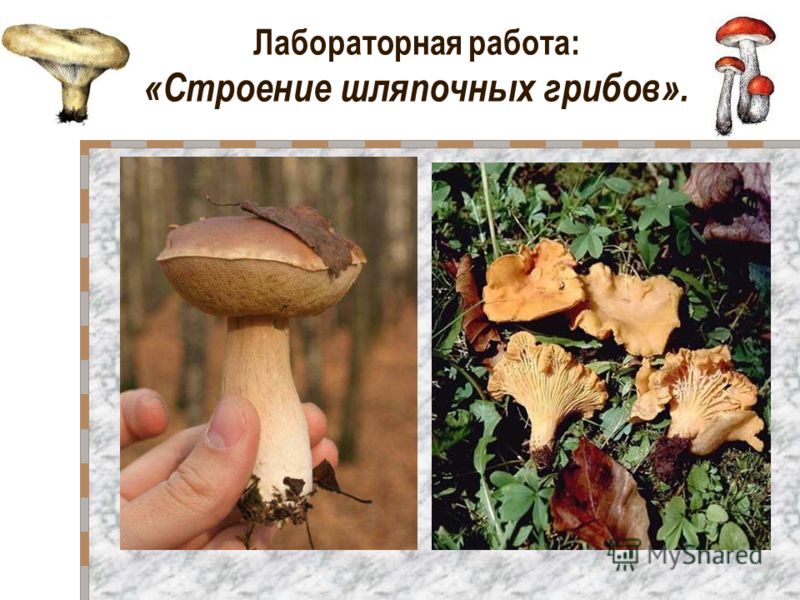 С чем связано уменьшение шляпочных грибов С чем связано уменьшение шляпочных грибов