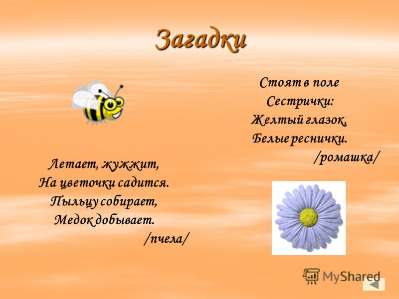Стоят в поле сестрички, желтый глазок, белые реснички. Ответ! Стоят в поле сестрички, желтый глазок, белые реснички. Ответ!
