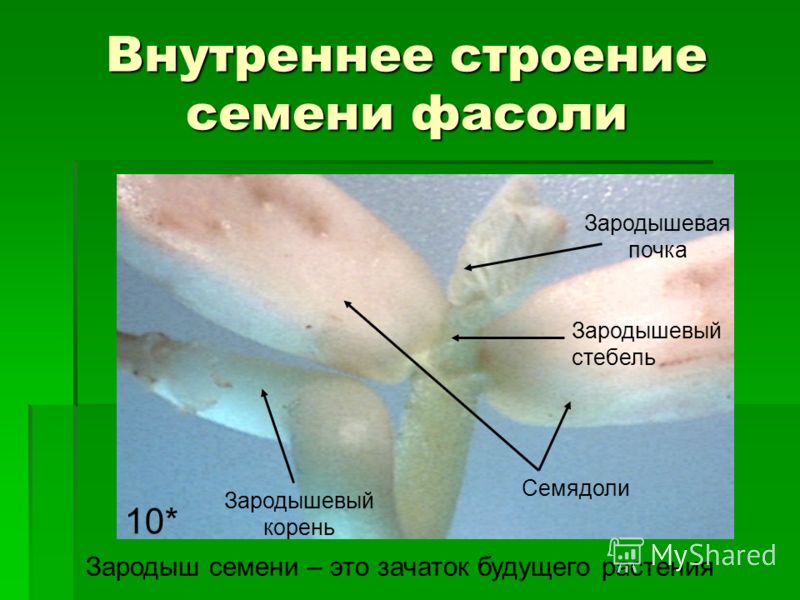 Зародыш цветка это Зародыш цветка это