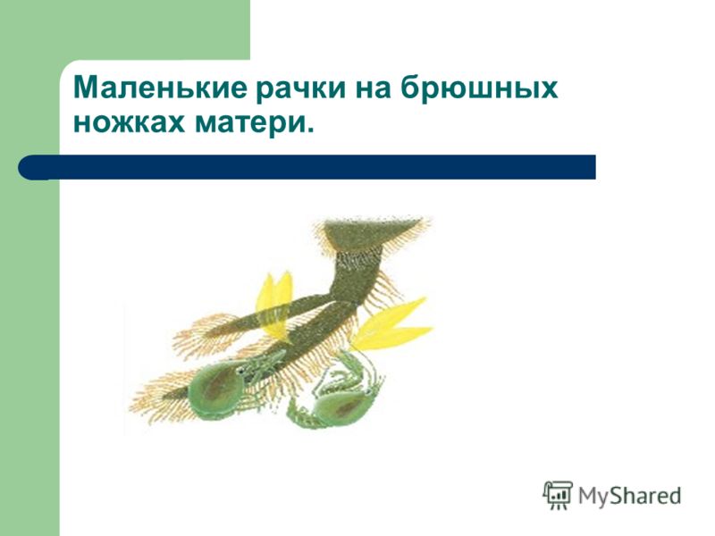 маленькие паразиты у человека маленькие паразиты у человека